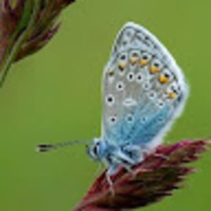 Meet your Posher, Leena